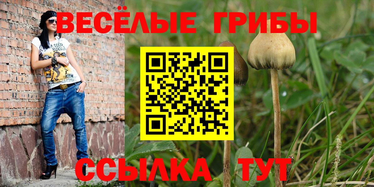 Псилоцибиновые грибы Cubensis Горно-Алтайск